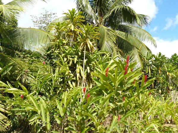 Route des Ananas