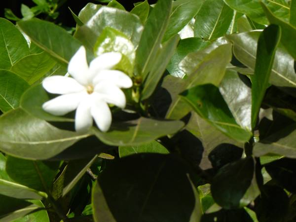 The tiare flower