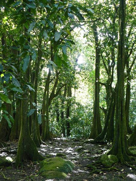 In the forest searching for the ancient Marae