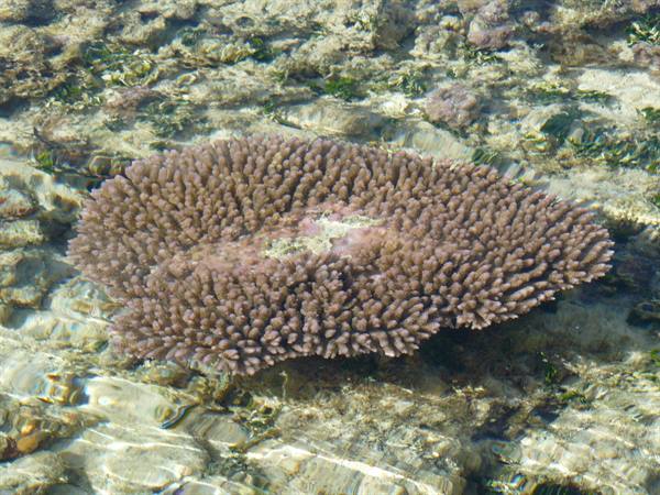 Motu Temae - Low Tide on the reef