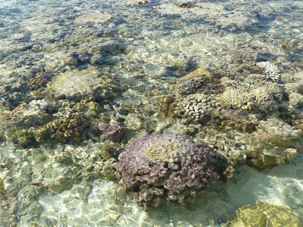 Motu Temae - Low Tide on the reef