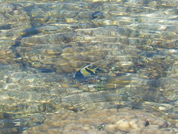 Motu Temae - Low Tide on the reef