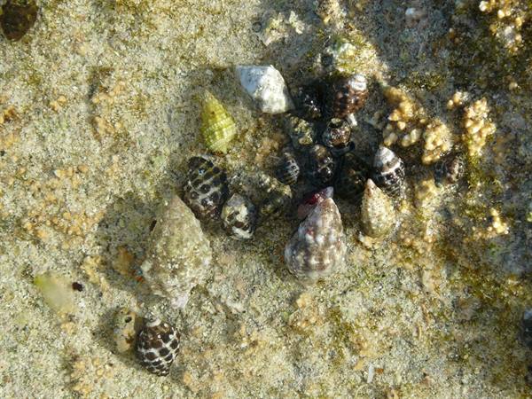 Motu Temae - Low Tide on the reef