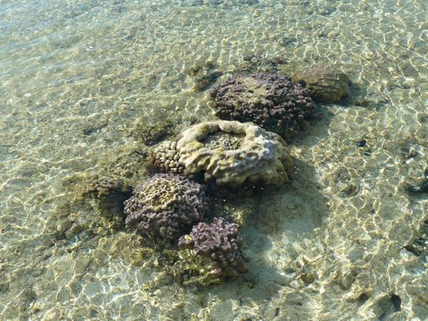 Motu Temae - Low Tide on the reef