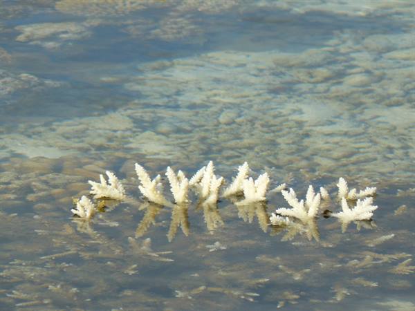 Motu Temae - Low Tide on the reef