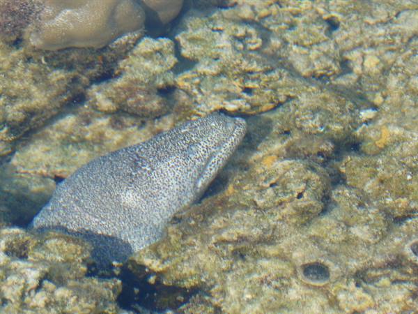 Motu Temae - Low Tide on the reef