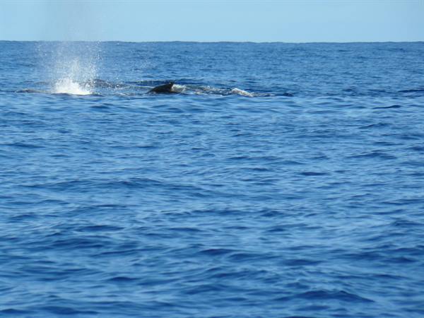 Chasing the whales..