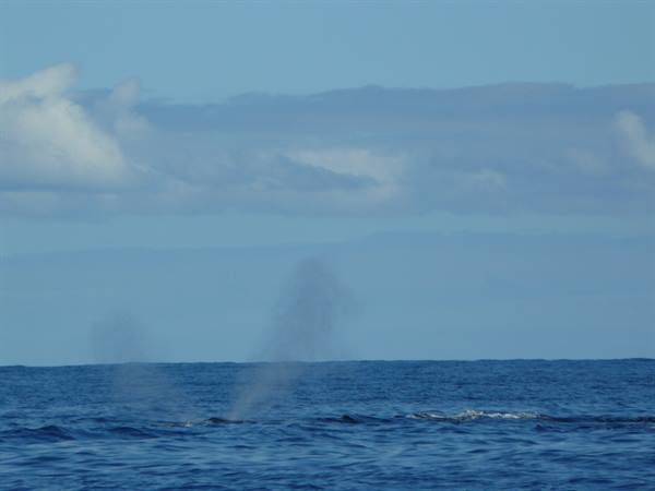 Chasing the whales..