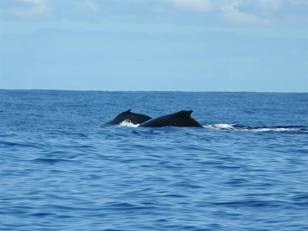 Pilot whales