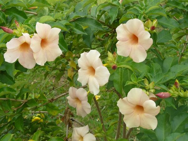 Moorea Tropical Garden