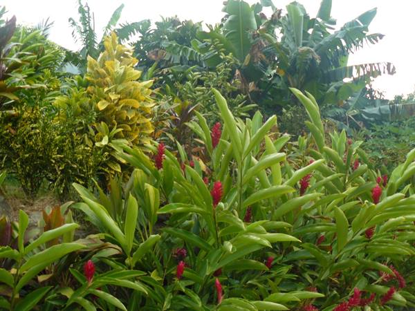 Moorea Tropical Garden