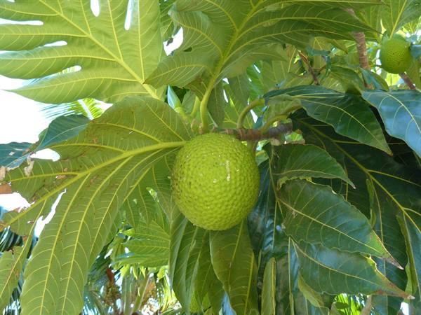 The breadfruit tree