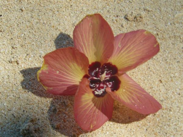 Pink Hibiscus