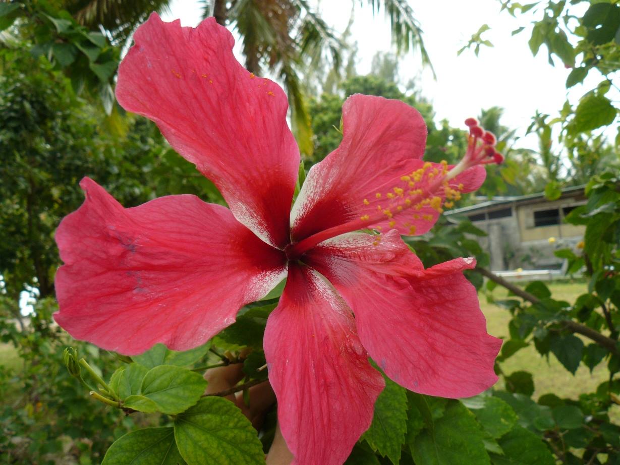 Red Hibiscus