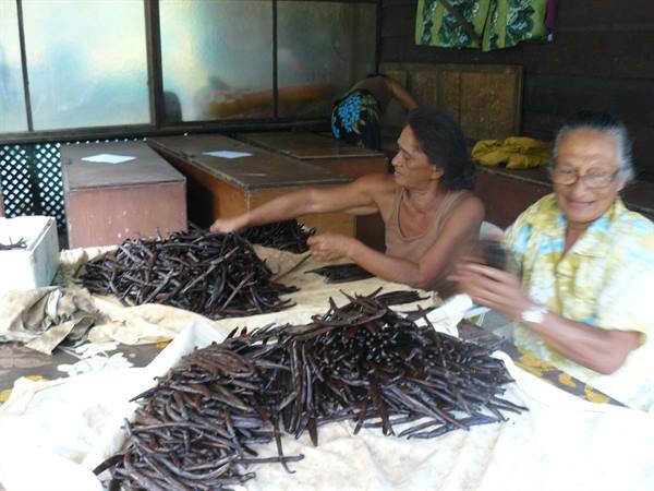 Vanilla plantation