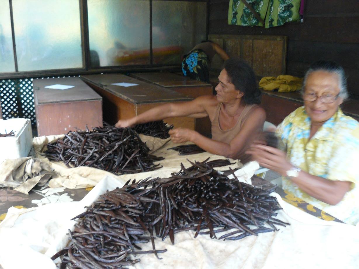 Vanilla plantation