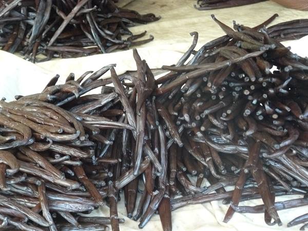 Vanilla plantation