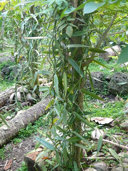 Vanilla plantation