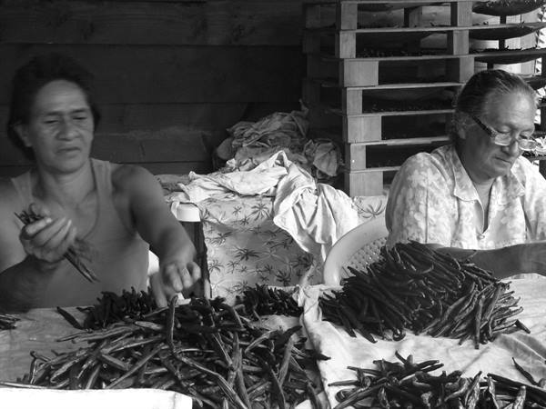 Vanilla plantation
