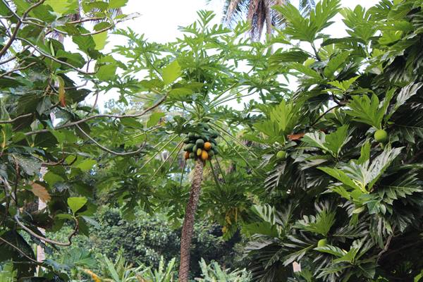 Papaya tree