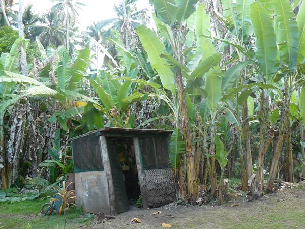 Banana plantation