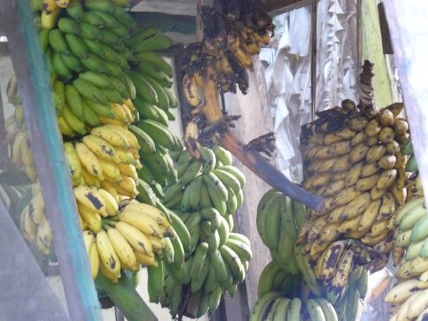 Banana plantation