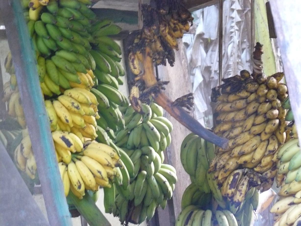 Banana plantation