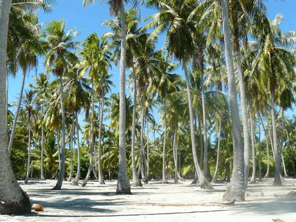 to the deserted Island