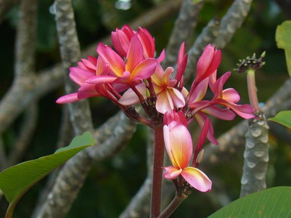 Frangipani