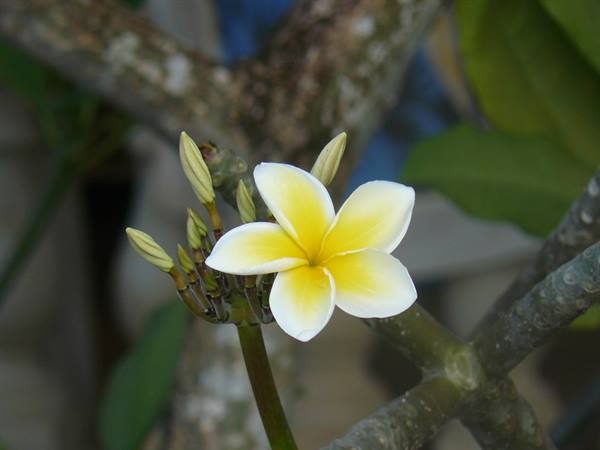 Frangipani