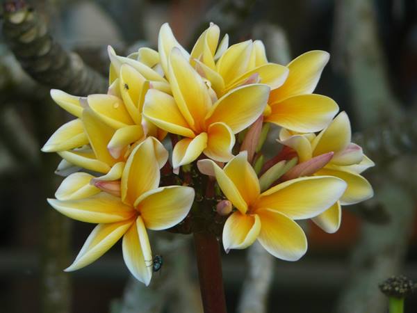Frangipani