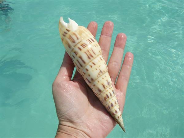 Creatures in the lagoon