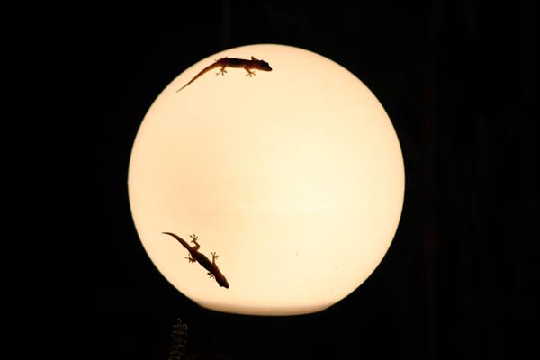 Attracted by the light
