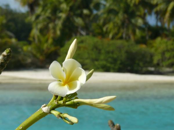 Le Meridien Bora Bora 