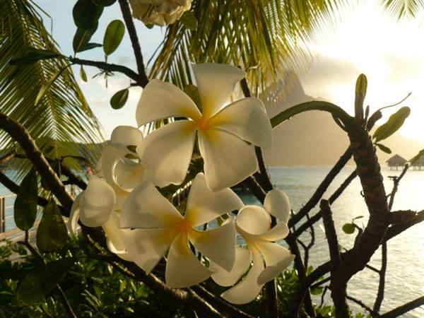Le Meridien Bora Bora - Inner Lagoon