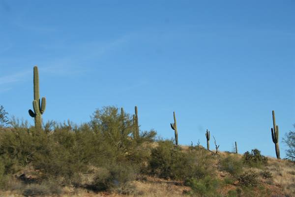 Arizona on the road - Sonora desert