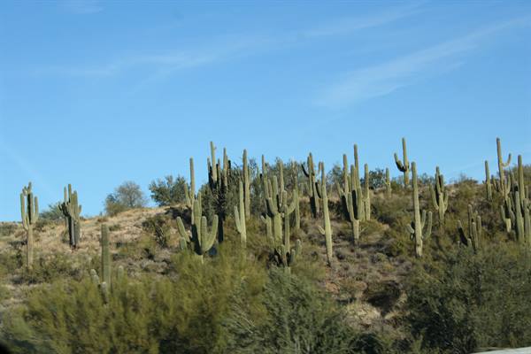 Arizona on the road - Sonora desert