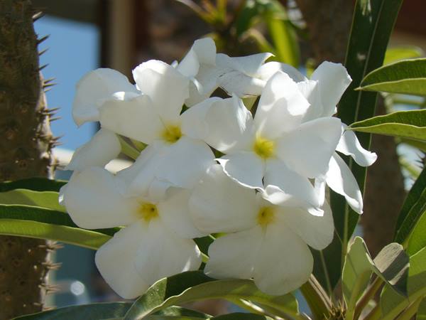 Flowers at the Terrou-Bi