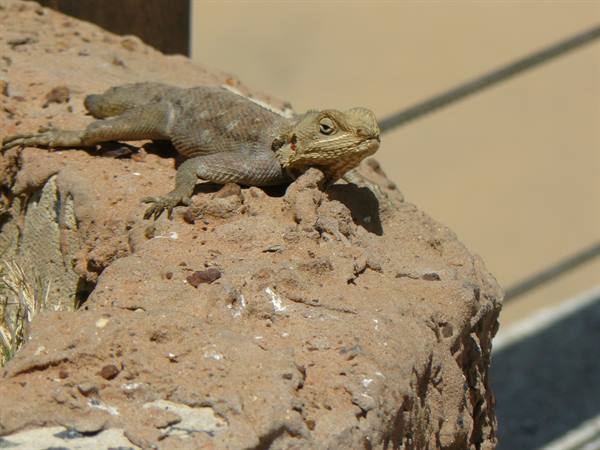 Lying in the sun...