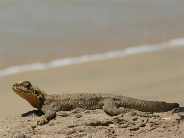 Lying in the sun...