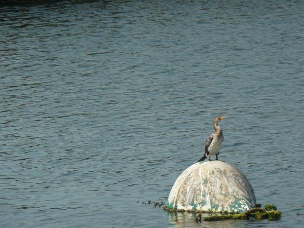 Dakar - On lookout