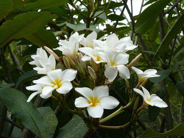 Frangipani