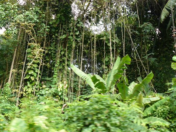 Lush vegetation inside