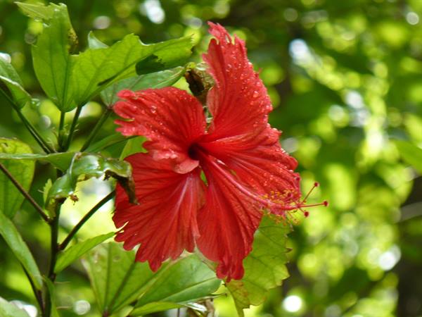 Hibiscus flowers