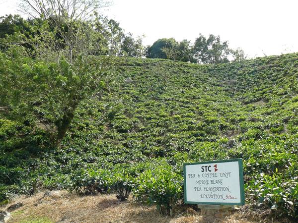 On the road to Port Glaud - Tea plantation