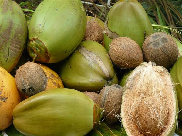 Coconut stall