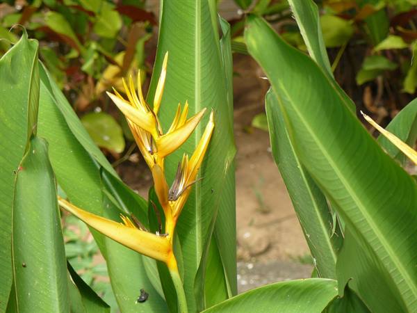 Colors of Mahè