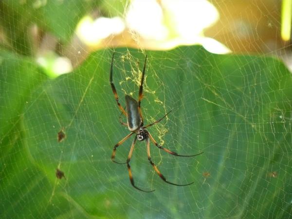 Seychelles spider