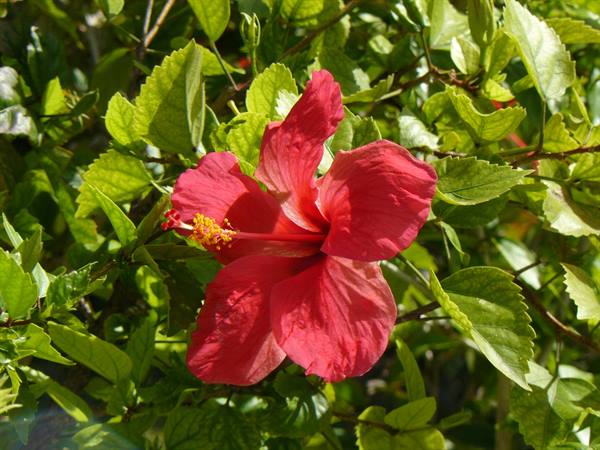SkyBlue GuestHouse - Our garden