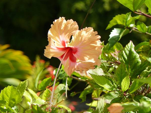 SkyBlue GuestHouse - Our garden